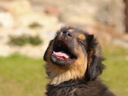 5 Ways Dogs Make Our Lives Happier